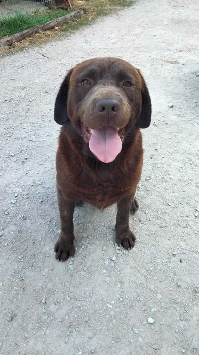 Labrador Chocolate (c/LOP) para monta/cruzar