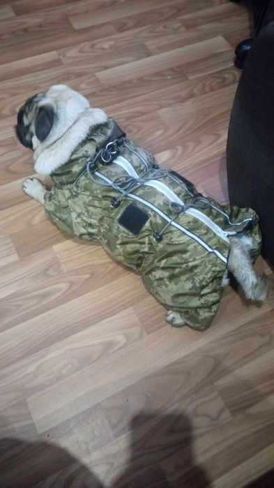 Продам зимовий комбінезон на молнії на Мопса "Піксель"