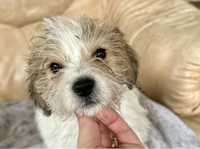 Jack Russell Terrier szczeniaczek piesek