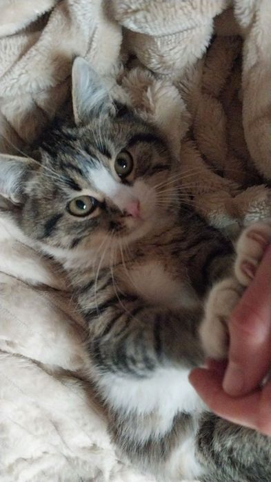 Віддам сіренького котика