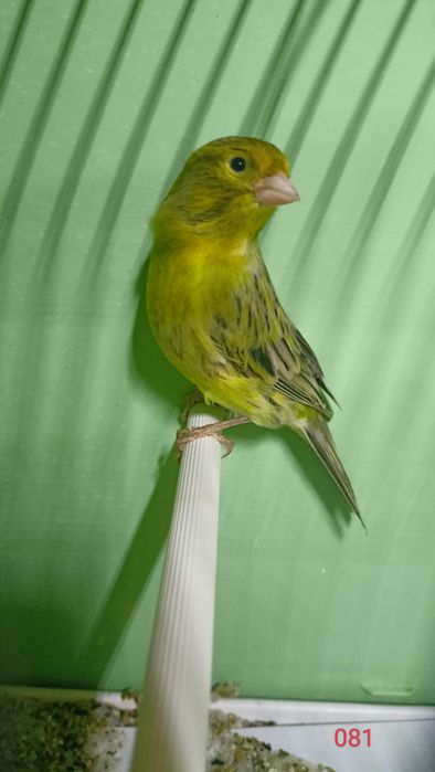 Kanarki Samce  Agaty Żółte 2025 po wystawowe