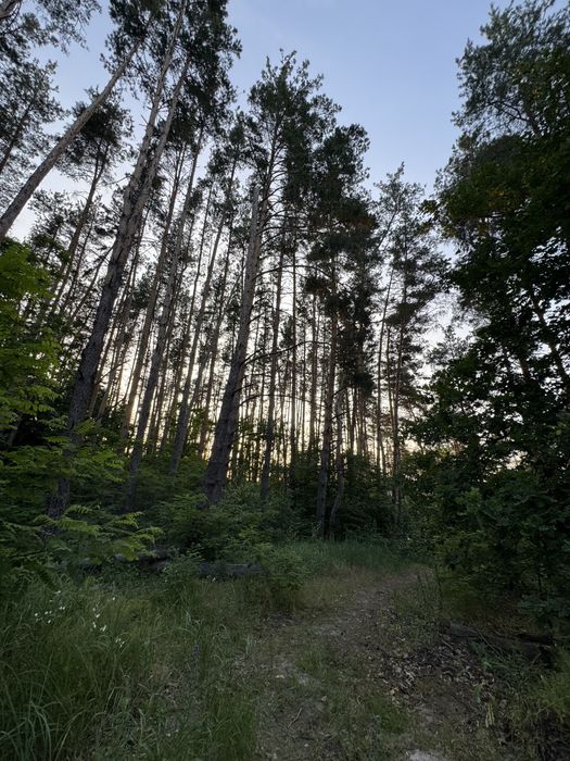Продаж ділянки 20 соток у СОСНОВОМУ ЛІСІ КМ Нова Ходосівка, Ходосівка