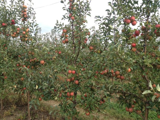 Бизнес сад Фермерське господарство яблуневий сад Фермерское хозяйство