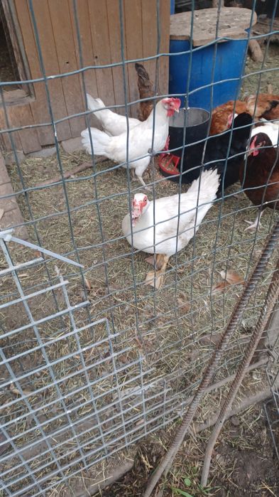 Kaczki francuskie białe