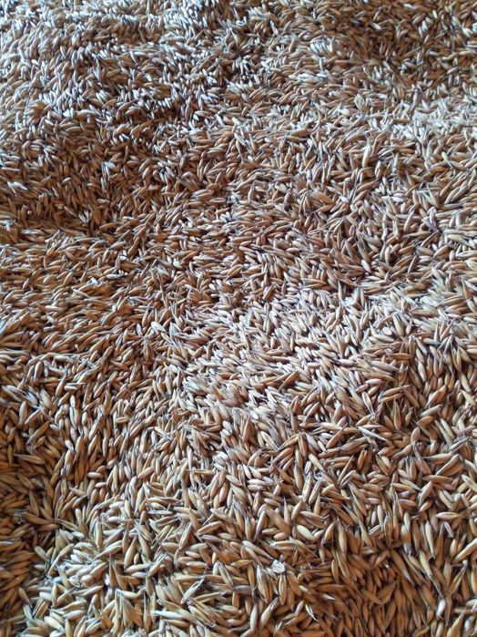 Sprzedam owies Bingo