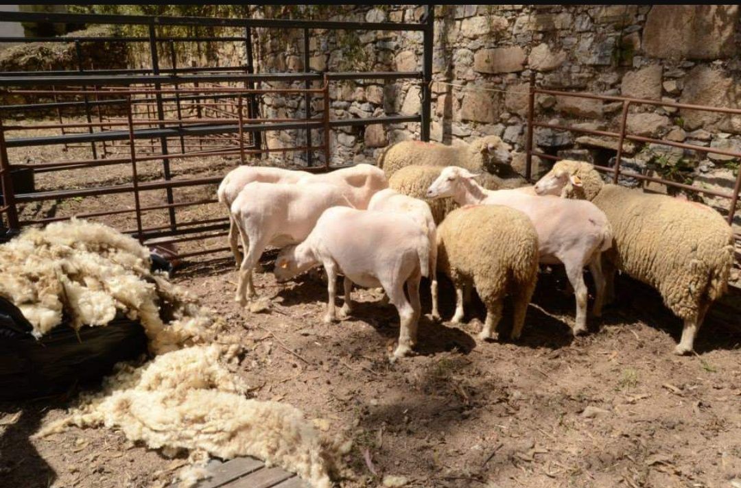 Tosquia de ovelhas