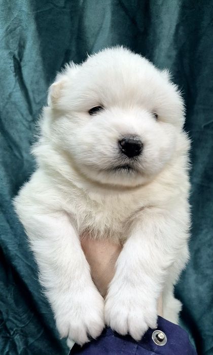 Samoyed bialy piesek