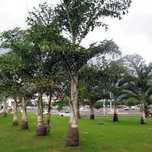 Palmeira cariota - rabo de peixe