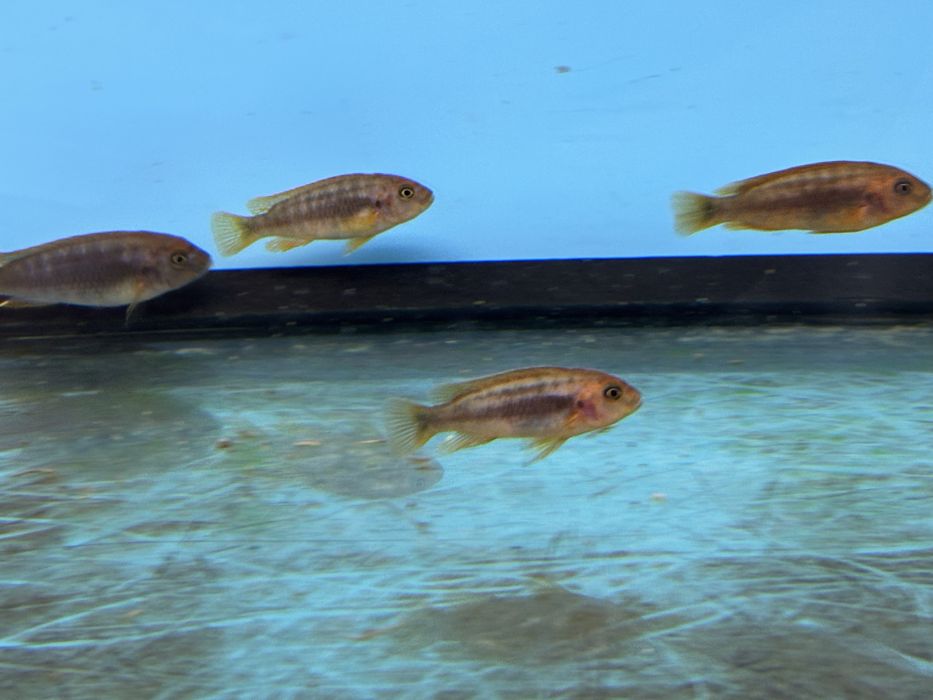 Iodotropheus spriengerae , pyszczaki , pielęgnice afrykańskie Malawian