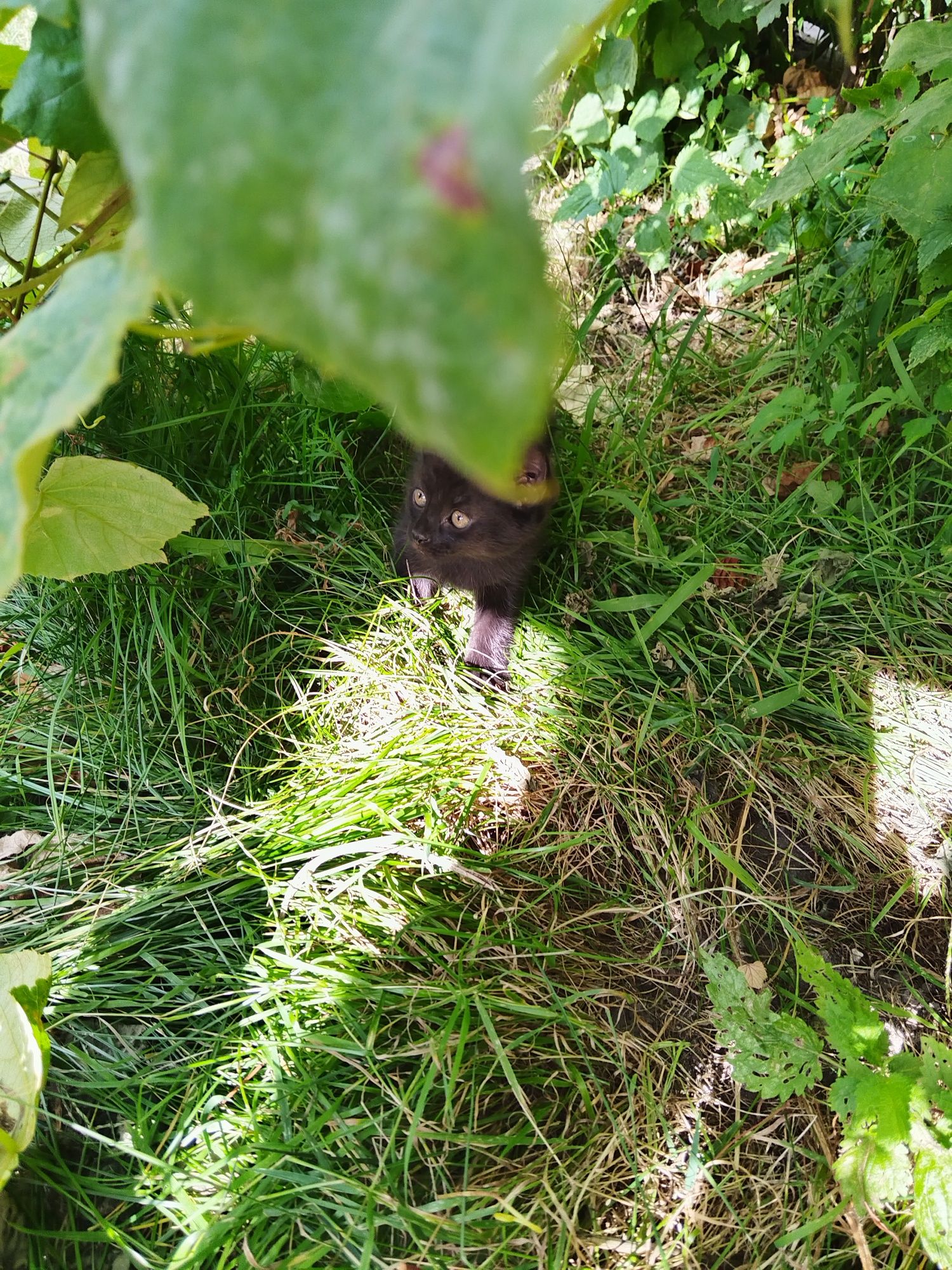 Oddam kotki w dobre ręce