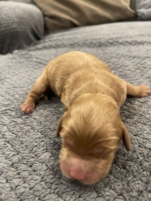 Cockapoo samiec F1 badania genetyczne