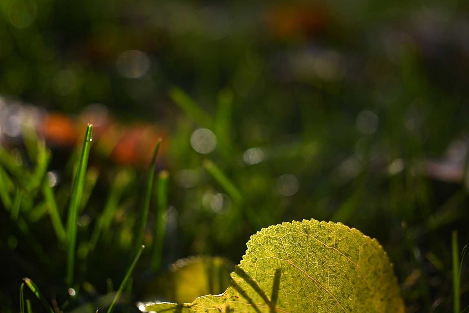 Olympus Zuiko MC Macro 50/3,5 компактна макро50-ка з красивим малюнком