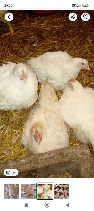 Kurczaki na rosół i pieczeń Gdańsk dowóz
