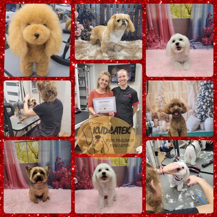 Kurs strzyżenia psów - kurs groomingu salon Kudłatek Mława