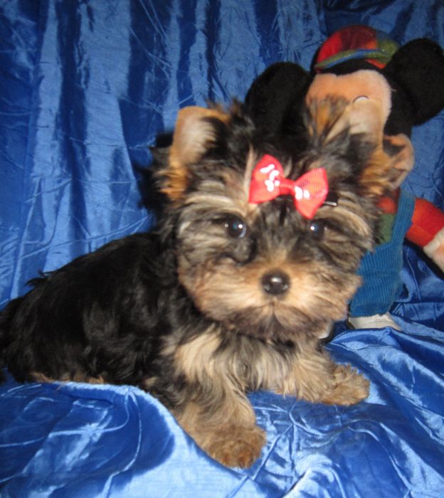 Достойная девочка йоркширского терьера .Док.КСУ , ветпаспорт.