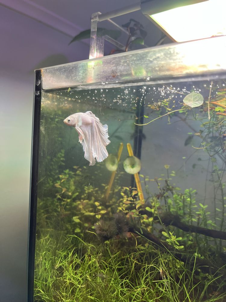 Akwarium 25l z strefa nadwodna