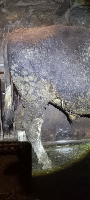 Продам бика живою вагою