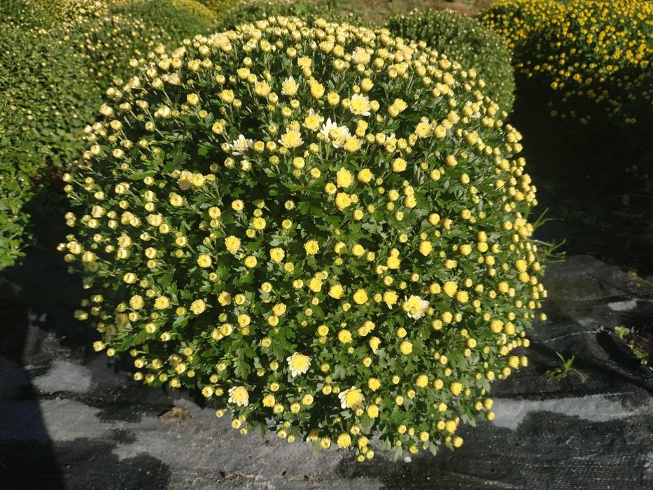 Chryzantemy drobnokwiatowe