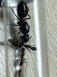 Camponotus ligniperda q z poczwarkami