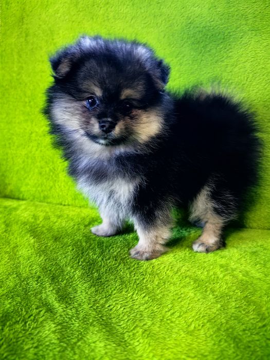 Szpic miniaturowy Pomeranian