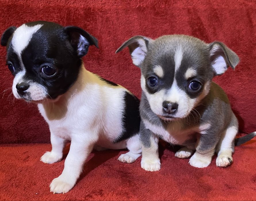Цуценята чихуахуа
