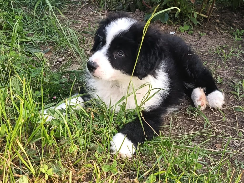 Piesek Border Collie