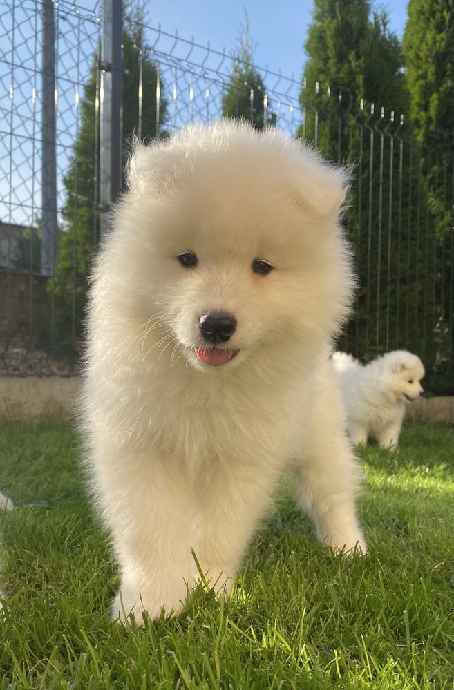 Piękny piesek Samojed/Samoyed GOTOWY DO ODBIORU