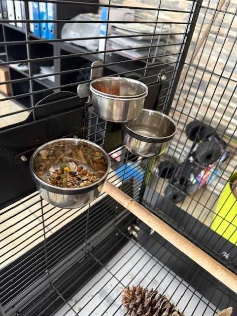 Papagaio Amazona Ochrocephala + Gaiola