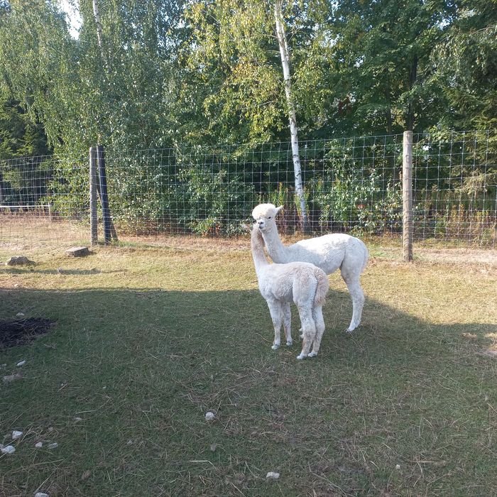 Sprzedam  alpaki samce urodzone w 2024 roku
