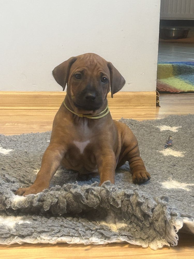 Rhodesian ridgeback - Ślask dostepna suczka standardowa