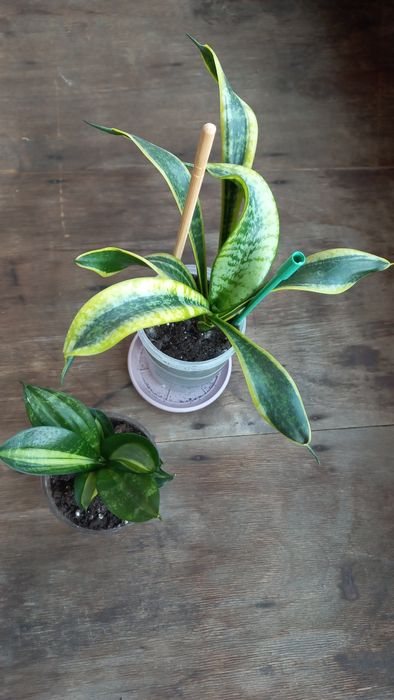 Сансевиерии, детки.