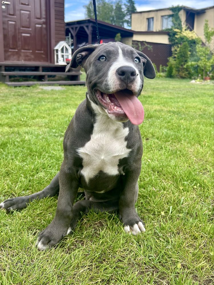 American Bully XL