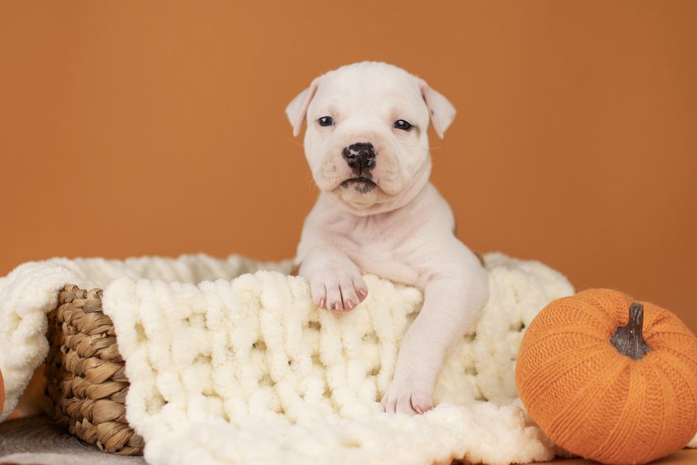 Розкішна дівчинка амстафф з офіційного розплідника