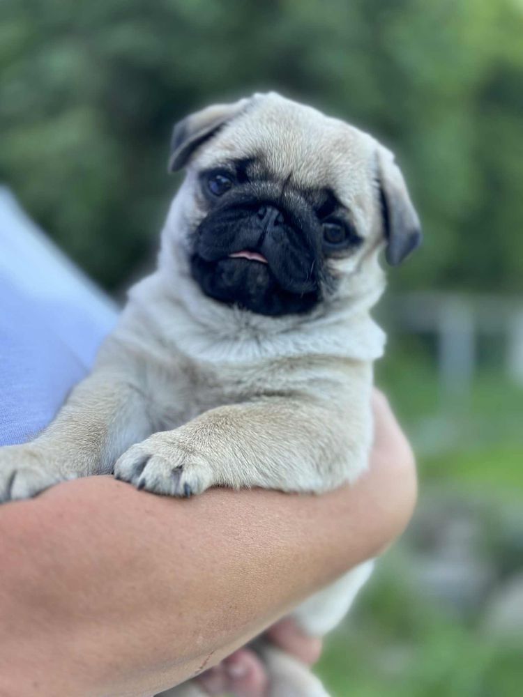 Mops dziewczynka  gotowa do odbioru  FCI ZKwP