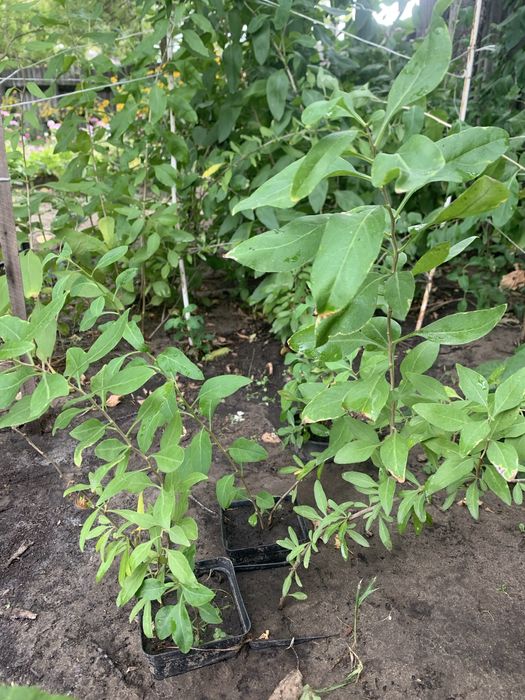 Саженцы годжи сортовые