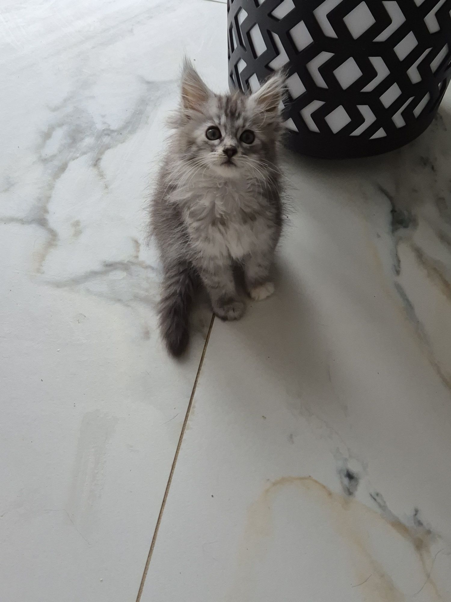 Maine coon kot MCO Maine coon