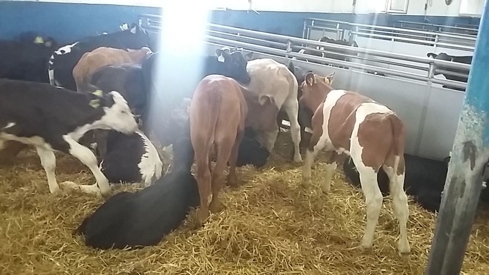 Augustów sprzedam cielaki mięsne