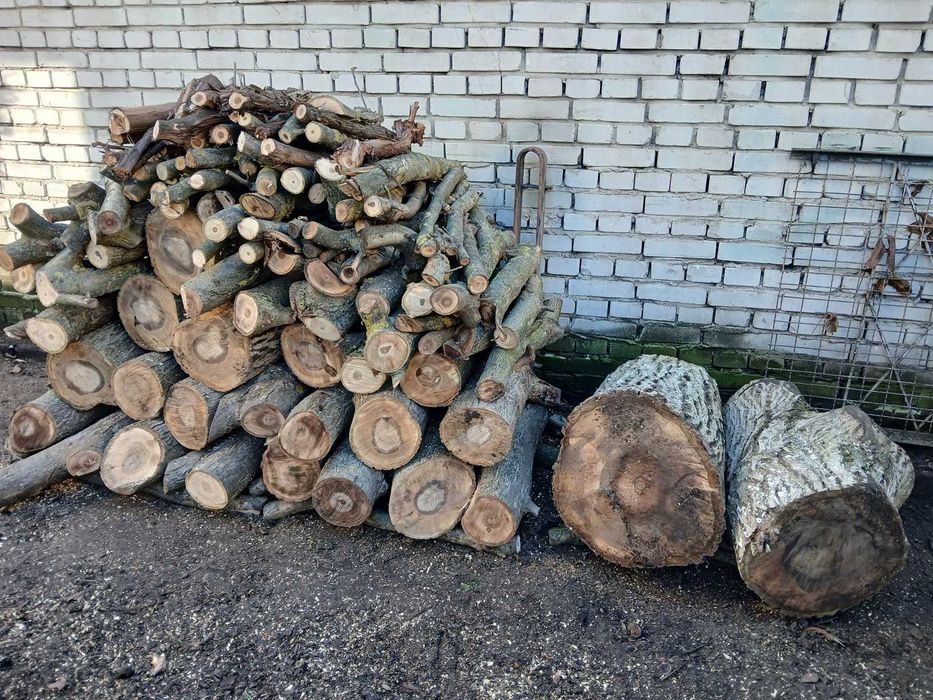 Pień, drewno orzech włoski