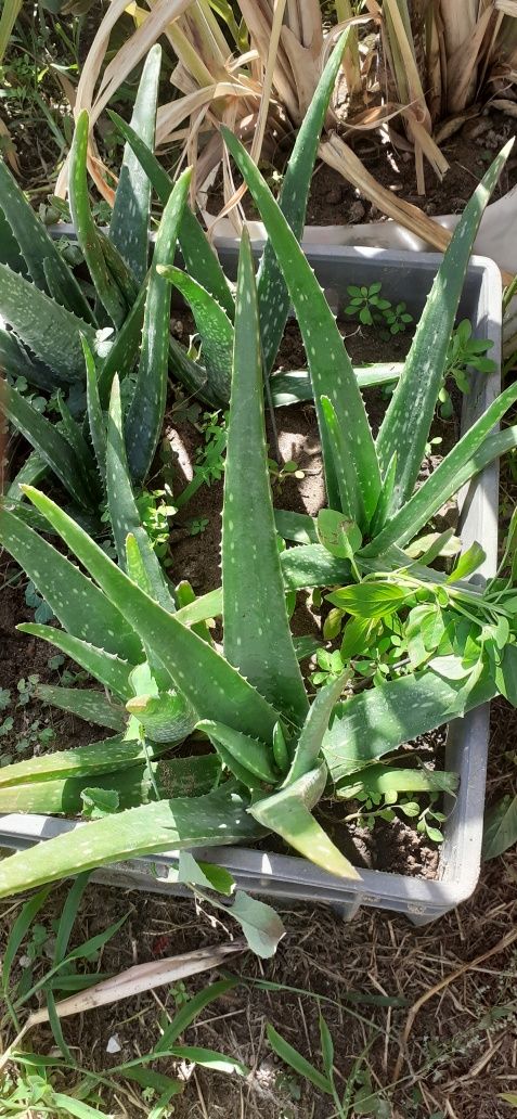 Aloe vera plantas enraizadas