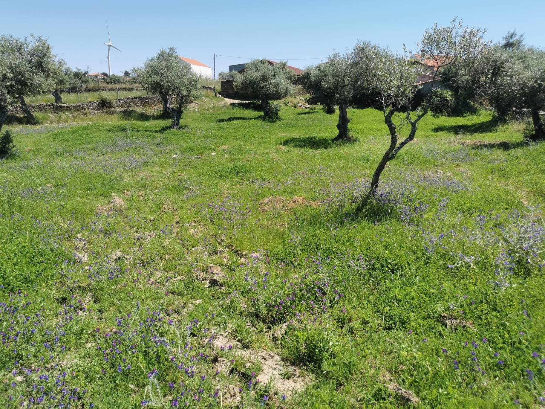 Venda terreno Retaxo - Castelo Branco