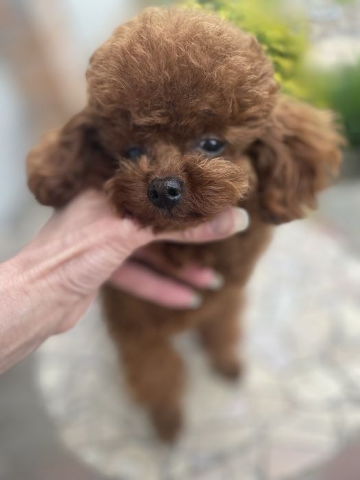 Хлопчик для в'язок! 1,7 кг!