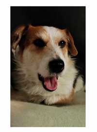RUBEN - 1,5 roczny łagodny pies w typie teriera
