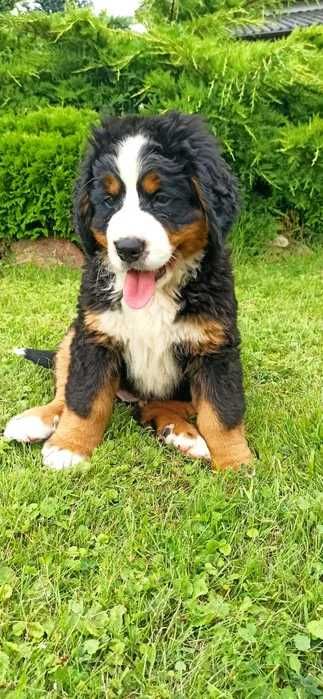 Bouvier Bernois disponível