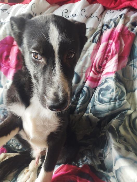 Garibaldi para adoção muito responsável