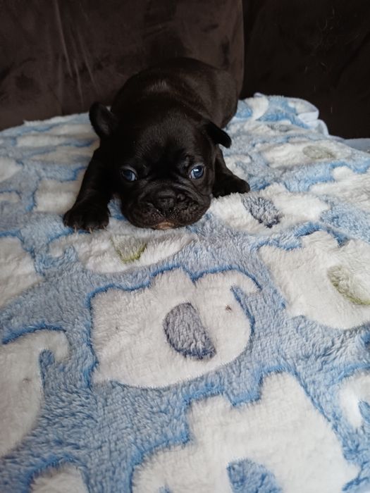 Buldog Francuski piesek