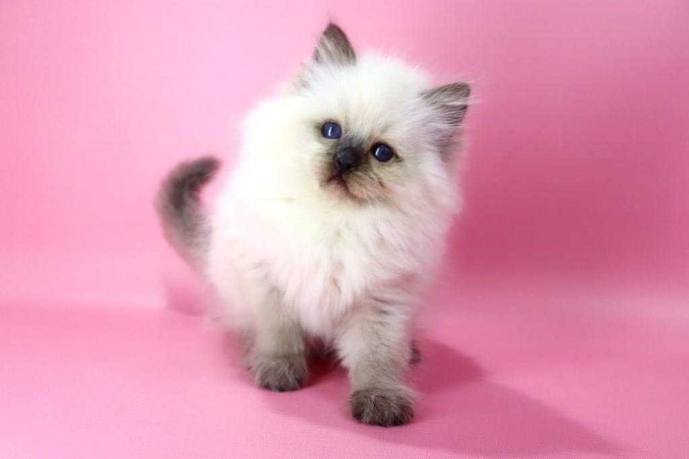 Очаровательный котик породы регдолл