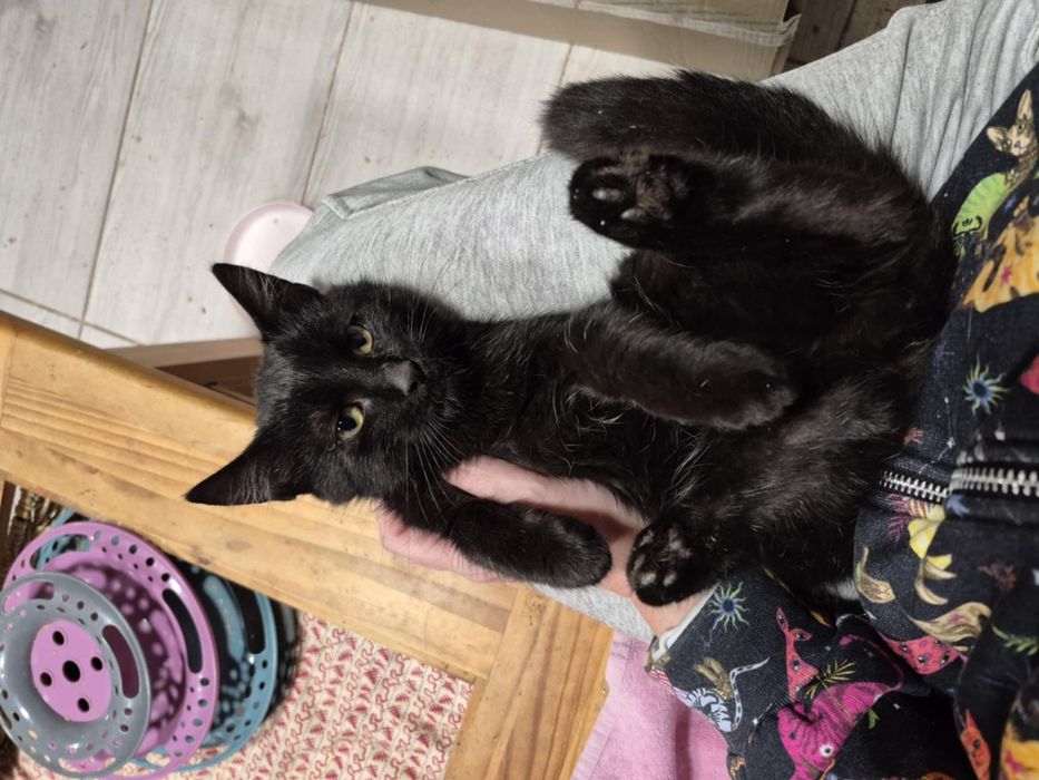 Czarne cudo do adopcji