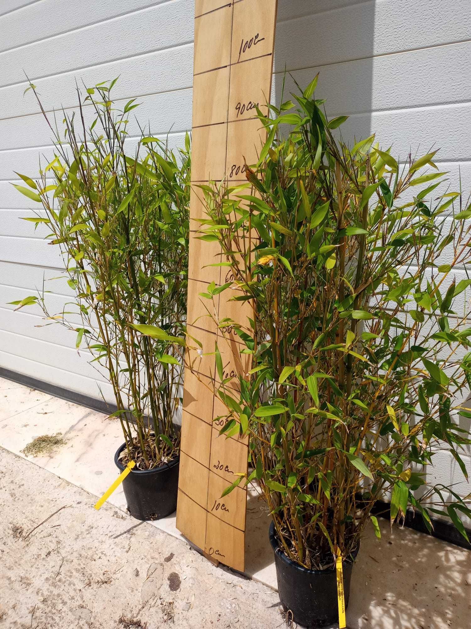 Bambus Phyllostachys Aureosulcata f. "Aureocaulis"