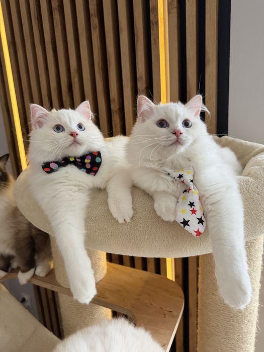 Ragdoll Cream Bicolour – kocurek z rodowodem FPL