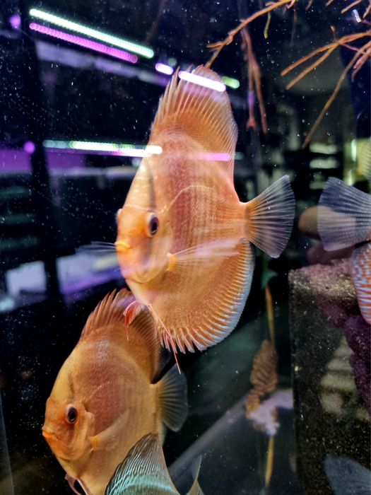 Paletka dyskowiec snake skin